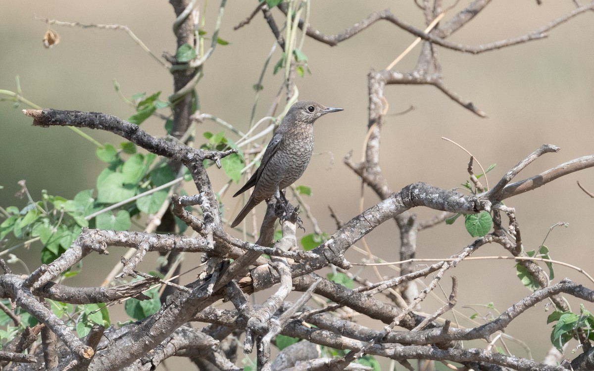 Blue Rock-Thrush - ML611963012
