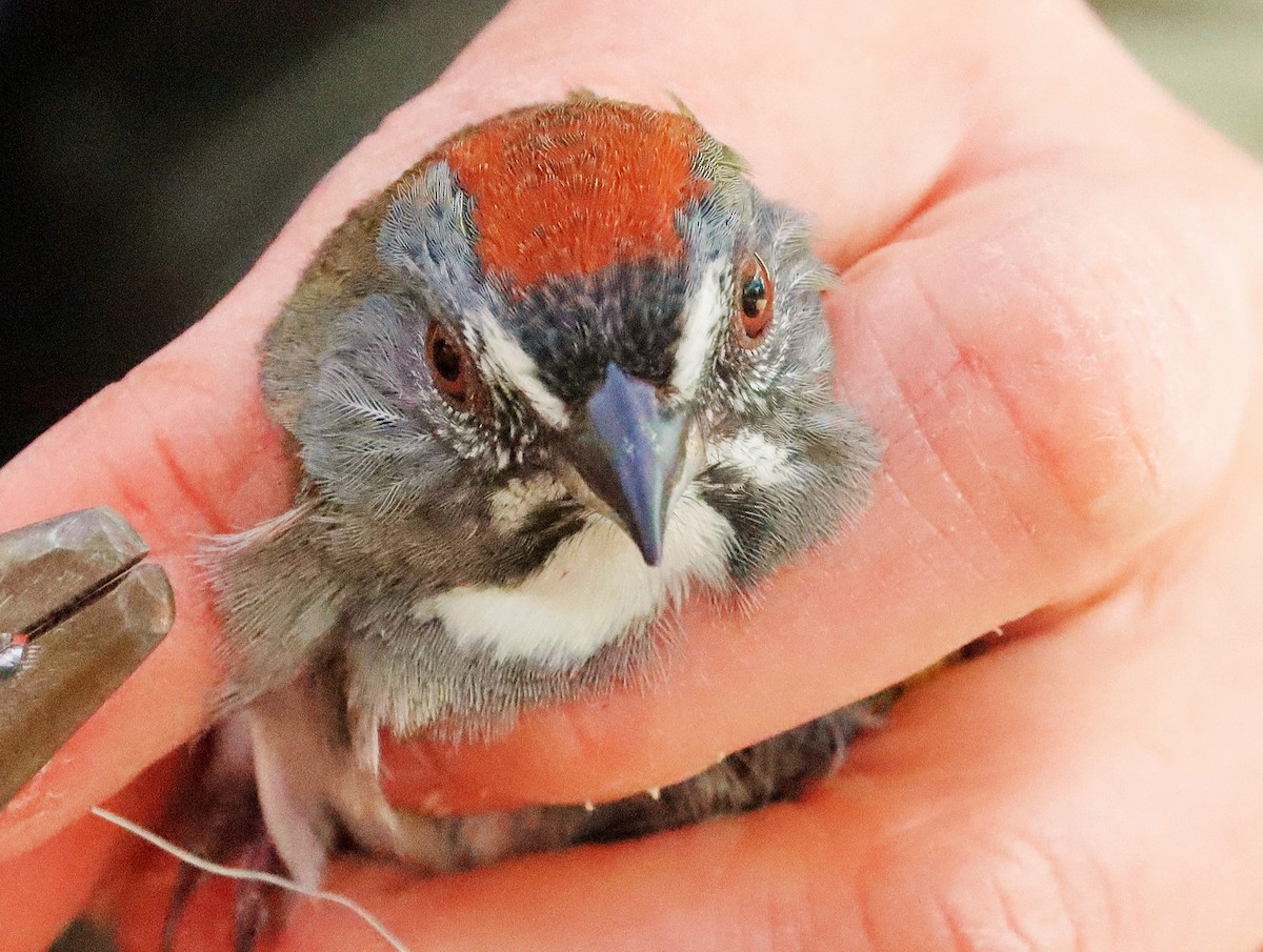 Green-tailed Towhee - ML611963064