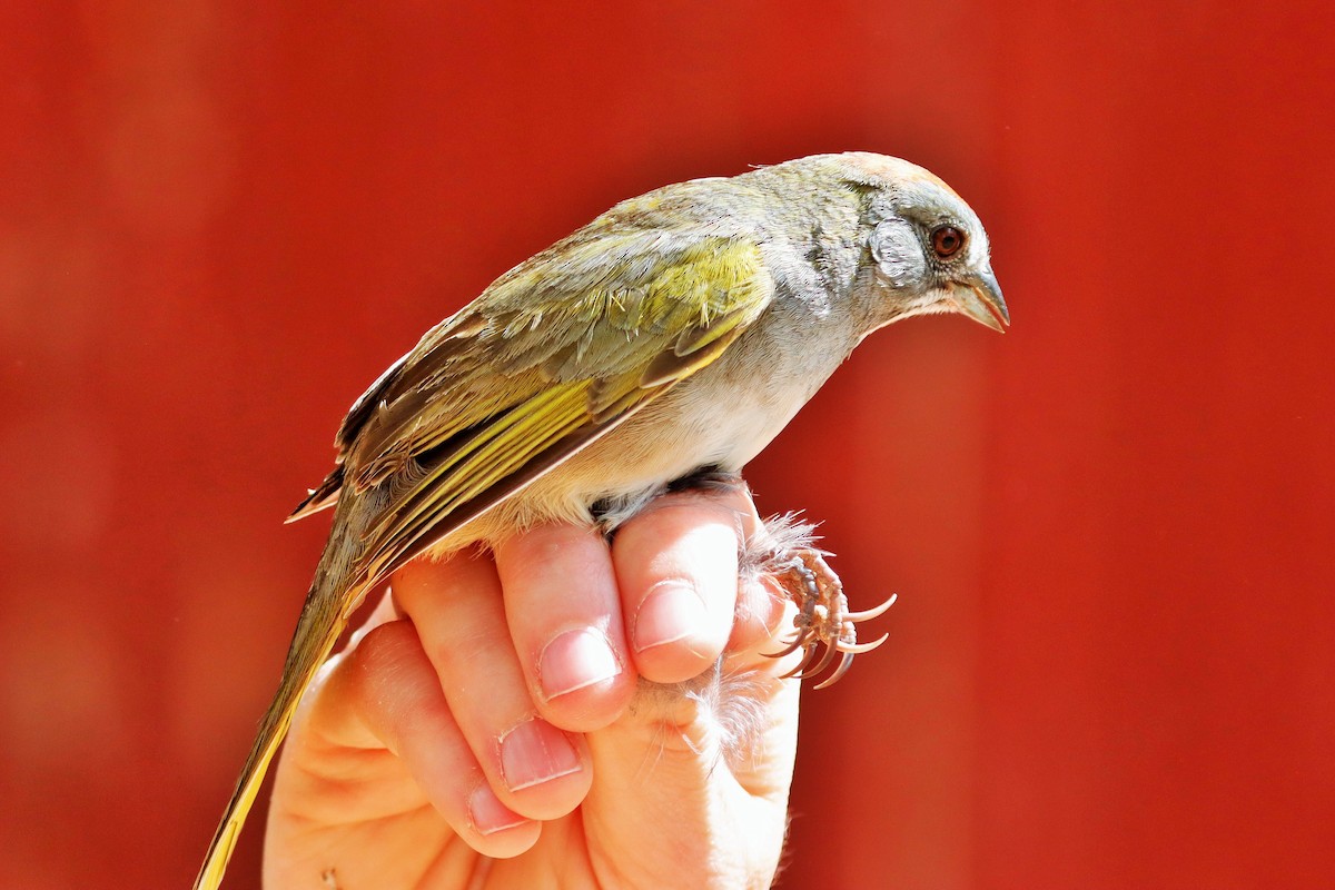 Green-tailed Towhee - ML611963065