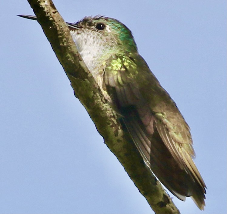 Azure-crowned Hummingbird - Connie Lintz