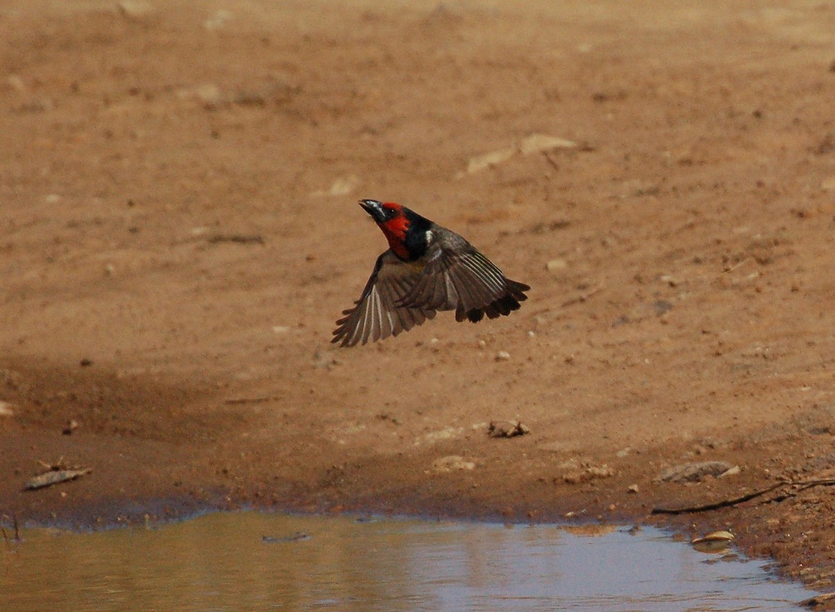 Black-collared Barbet - ML611963136