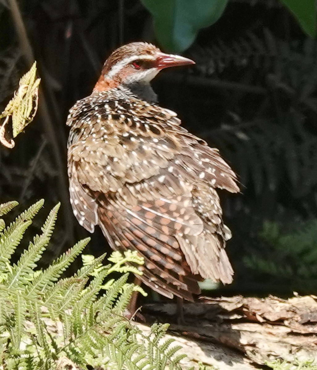 Buff-banded Rail - ML611963193