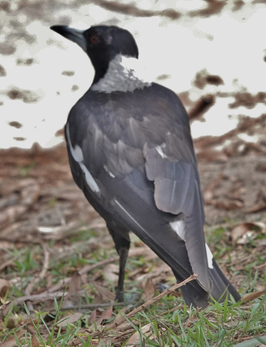 Australian Magpie (Black-backed) - ML611963247