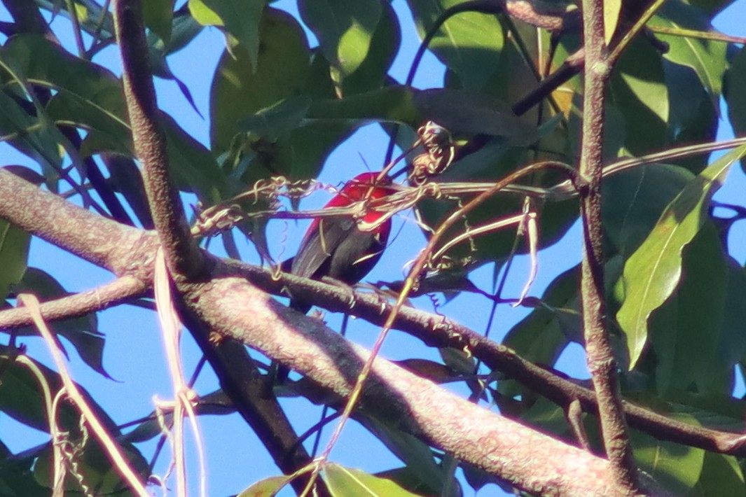 Magnificent Sunbird - ML611963360