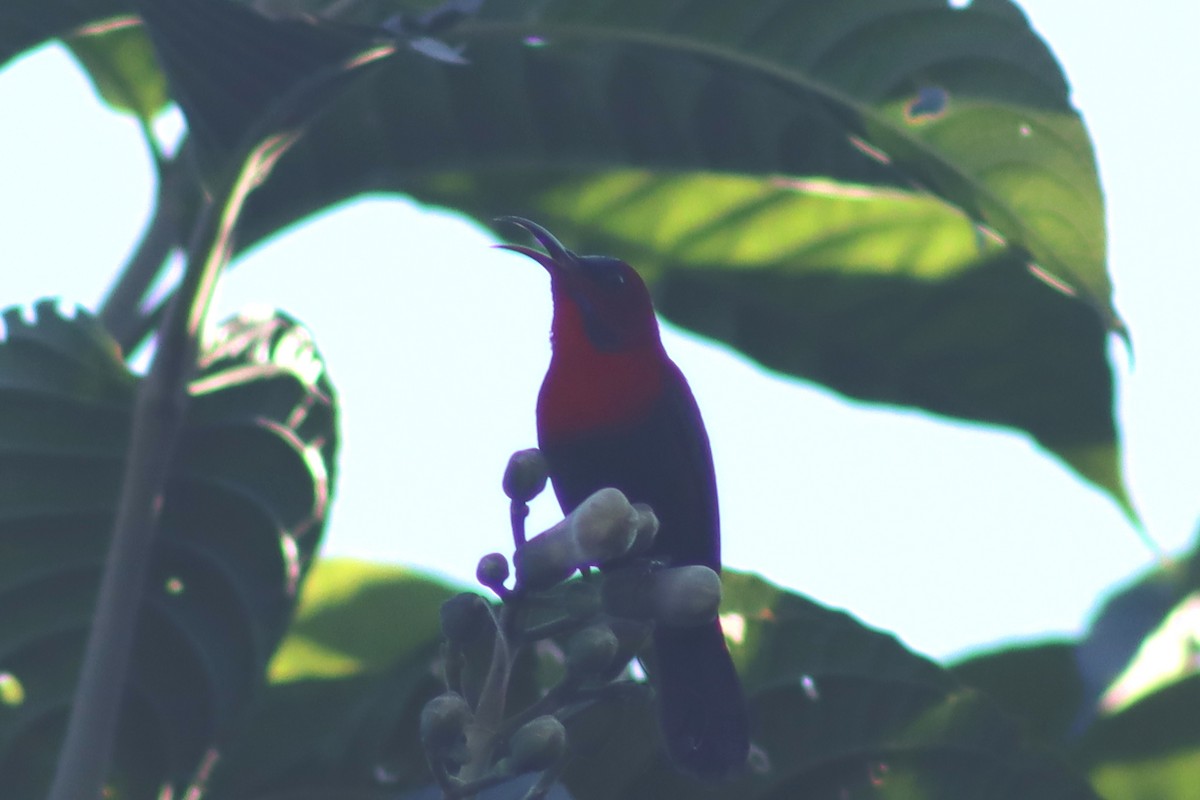 Magnificent Sunbird - David Morrison