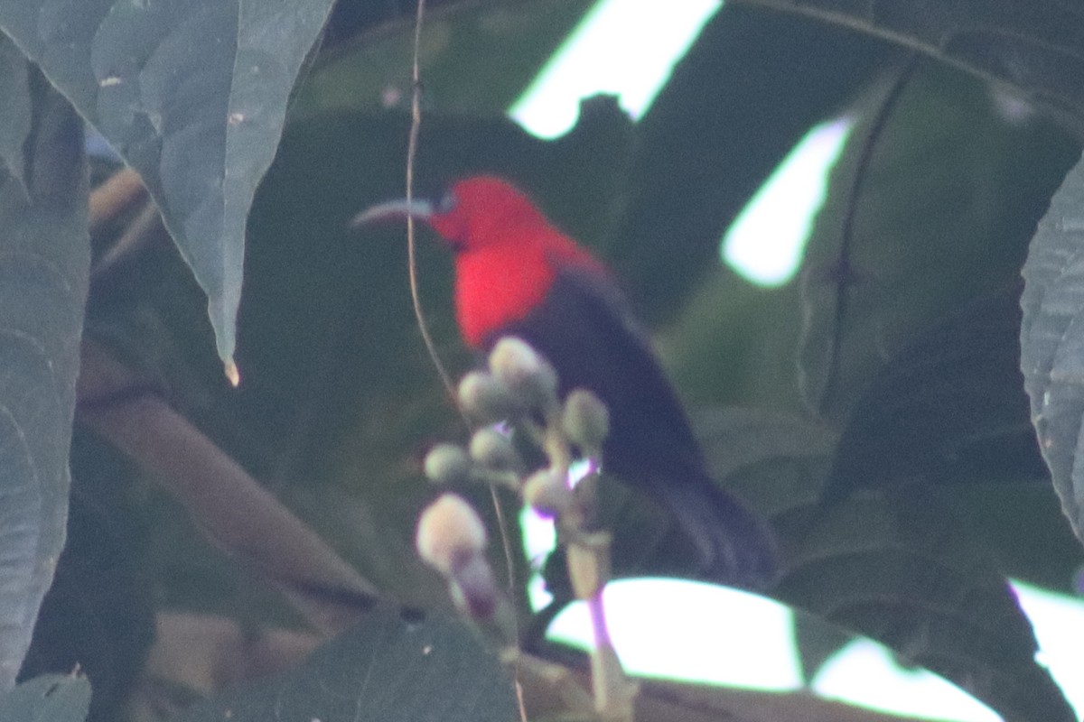 Magnificent Sunbird - David Morrison