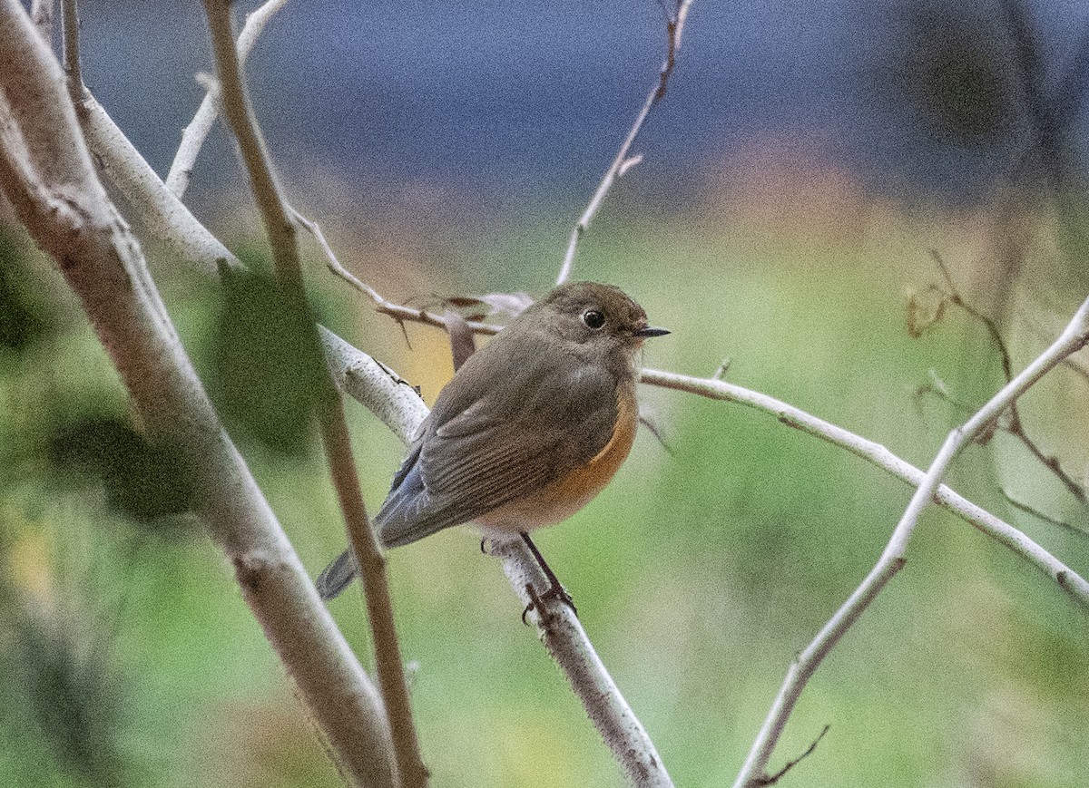 Red-flanked Bluetail - Dave DeSarno