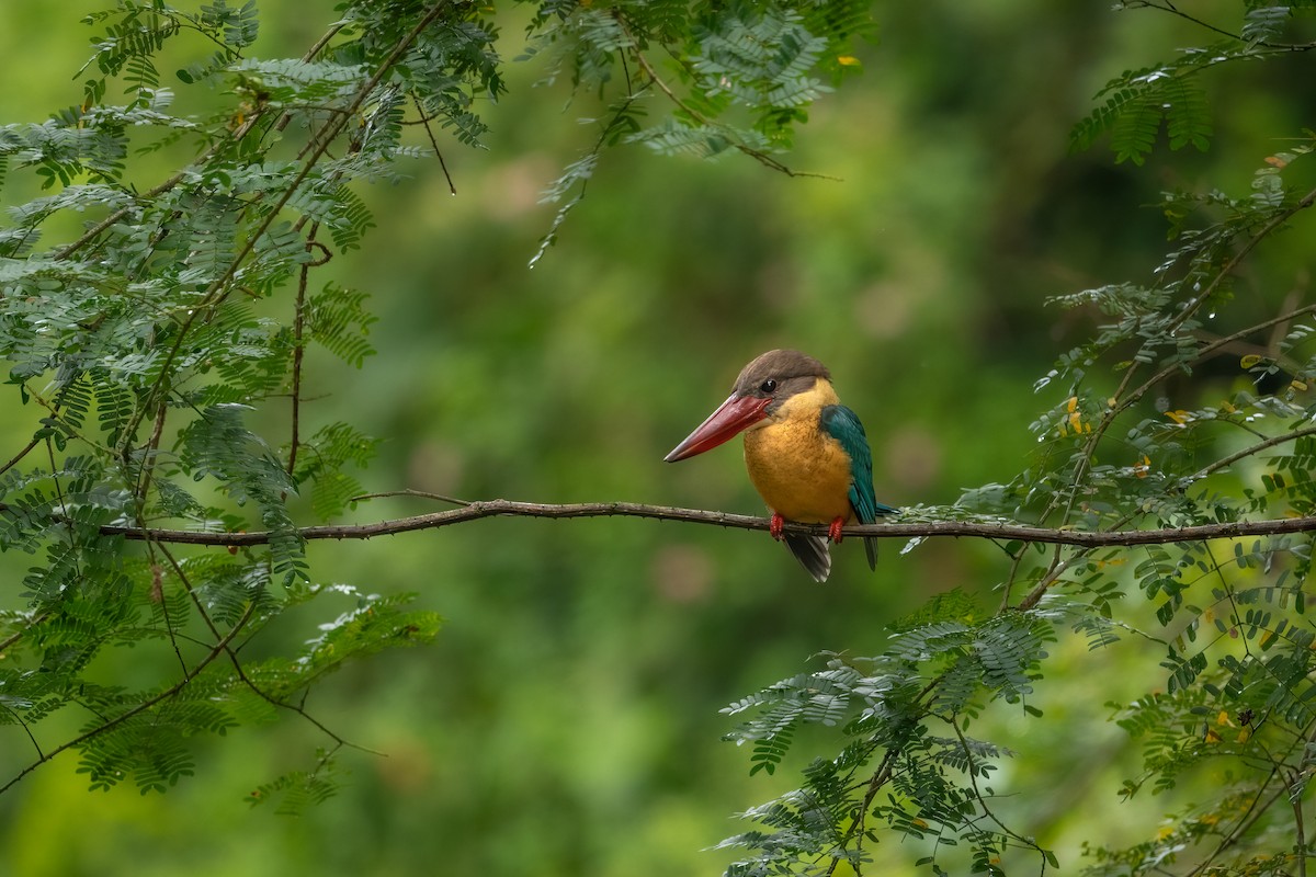 Stork-billed Kingfisher - ML611963504