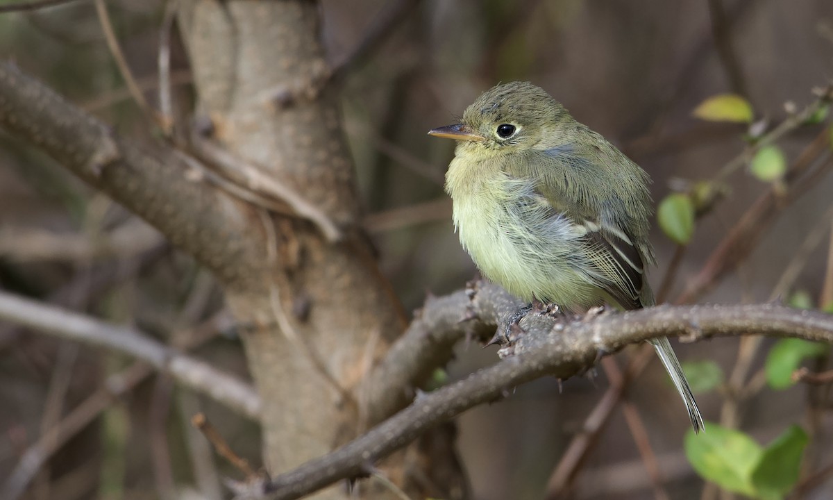 Western Flycatcher - ML611963505