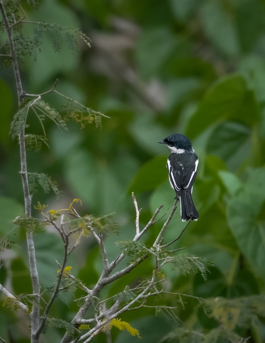 Bar-winged Flycatcher-shrike - ML611963508