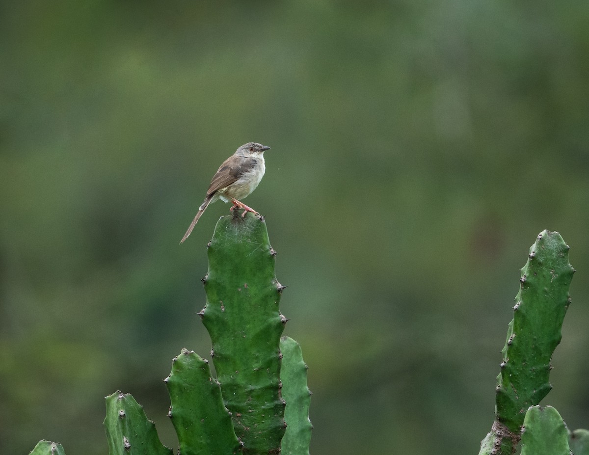 Jungle Prinia - ML611963510