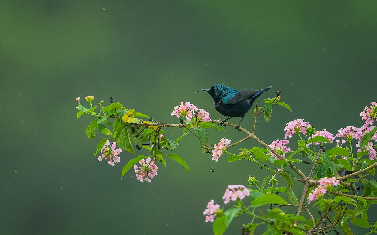 Purple Sunbird - ML611963513