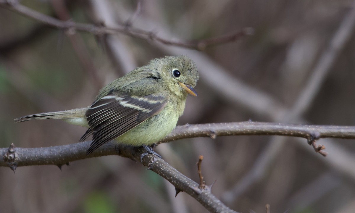 Western Flycatcher - David Mathieu