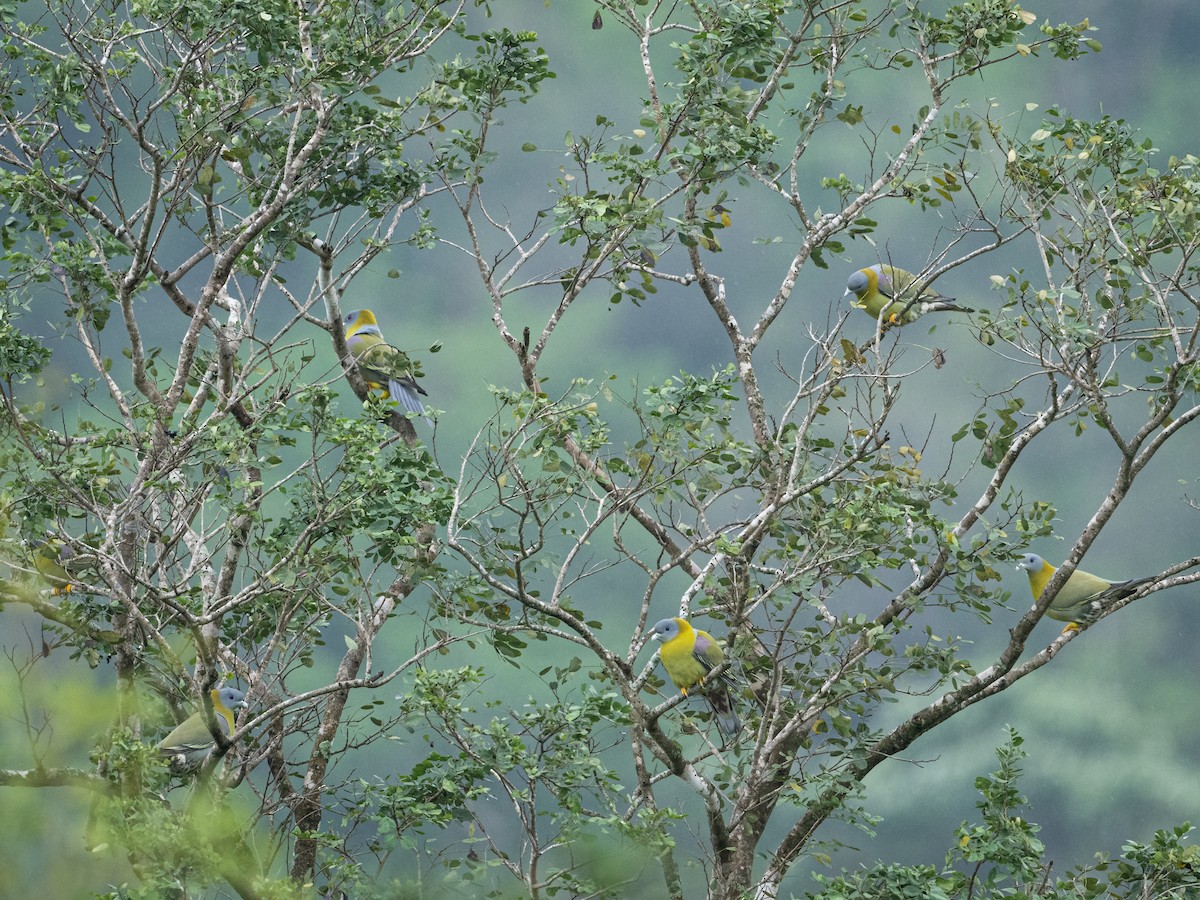 Yellow-footed Green-Pigeon - ML611963519
