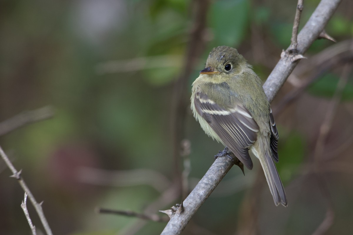 Western Flycatcher - ML611963521