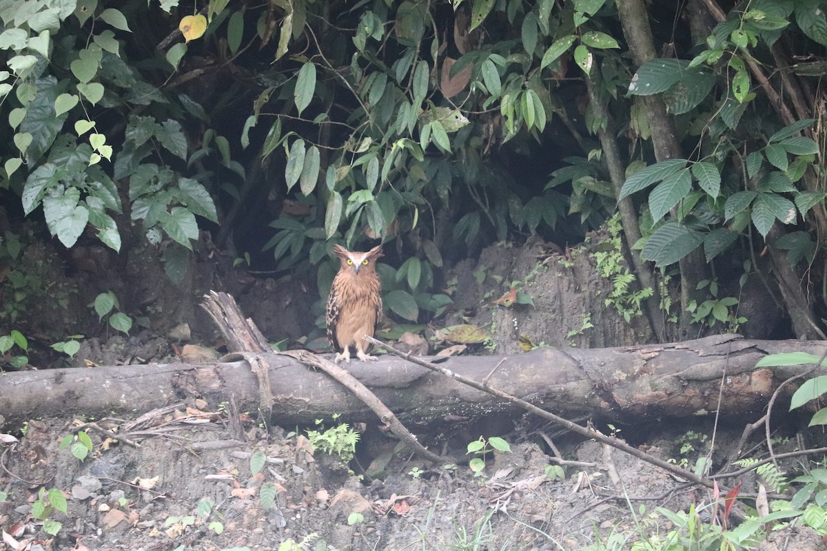 Buffy Fish-Owl - ML611963522