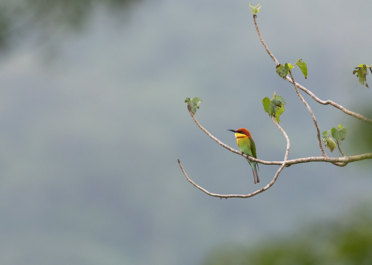Chestnut-headed Bee-eater - ML611963523