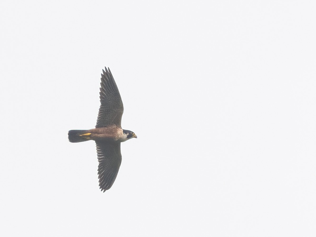 Peregrine Falcon (Shaheen) - ML611963524