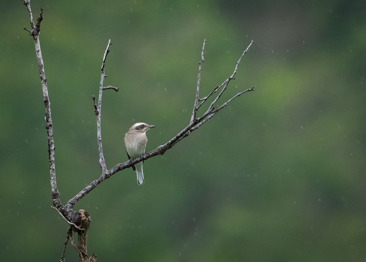 Common Woodshrike - ML611963525