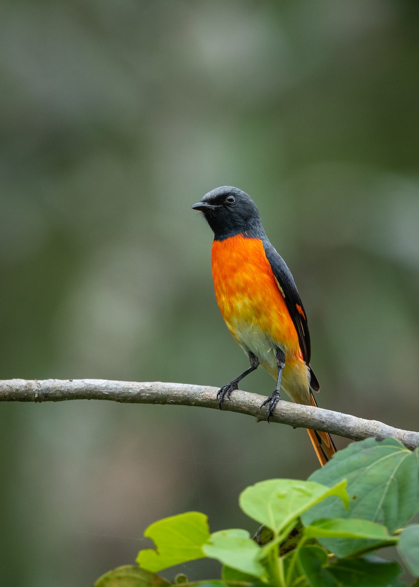 Small Minivet - Sharang Satish