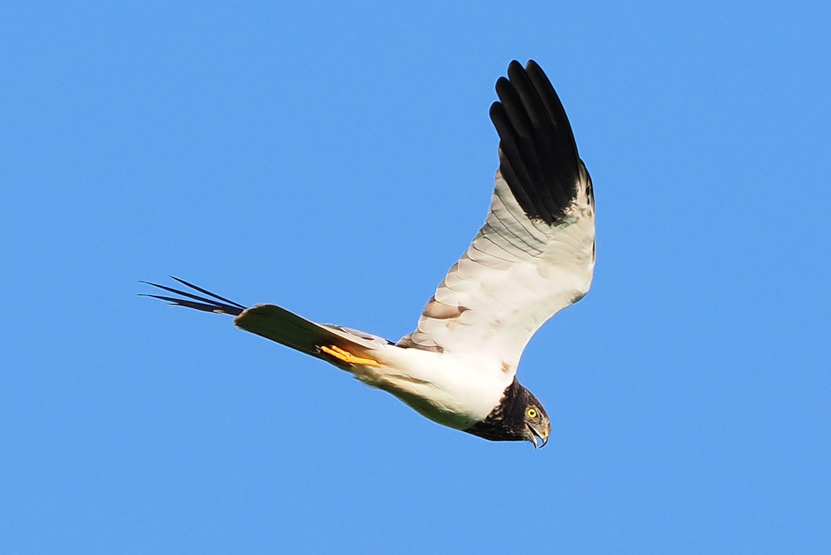 Aguilucho Pío - ML611963534