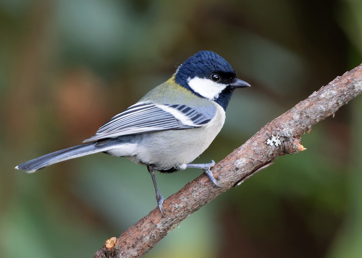 Japanese Tit (Japanese) - Ayuwat Jearwattanakanok