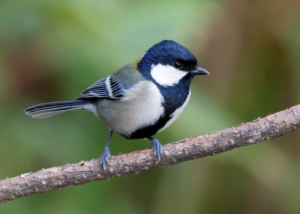 Japanese Tit (Japanese) - ML611963556