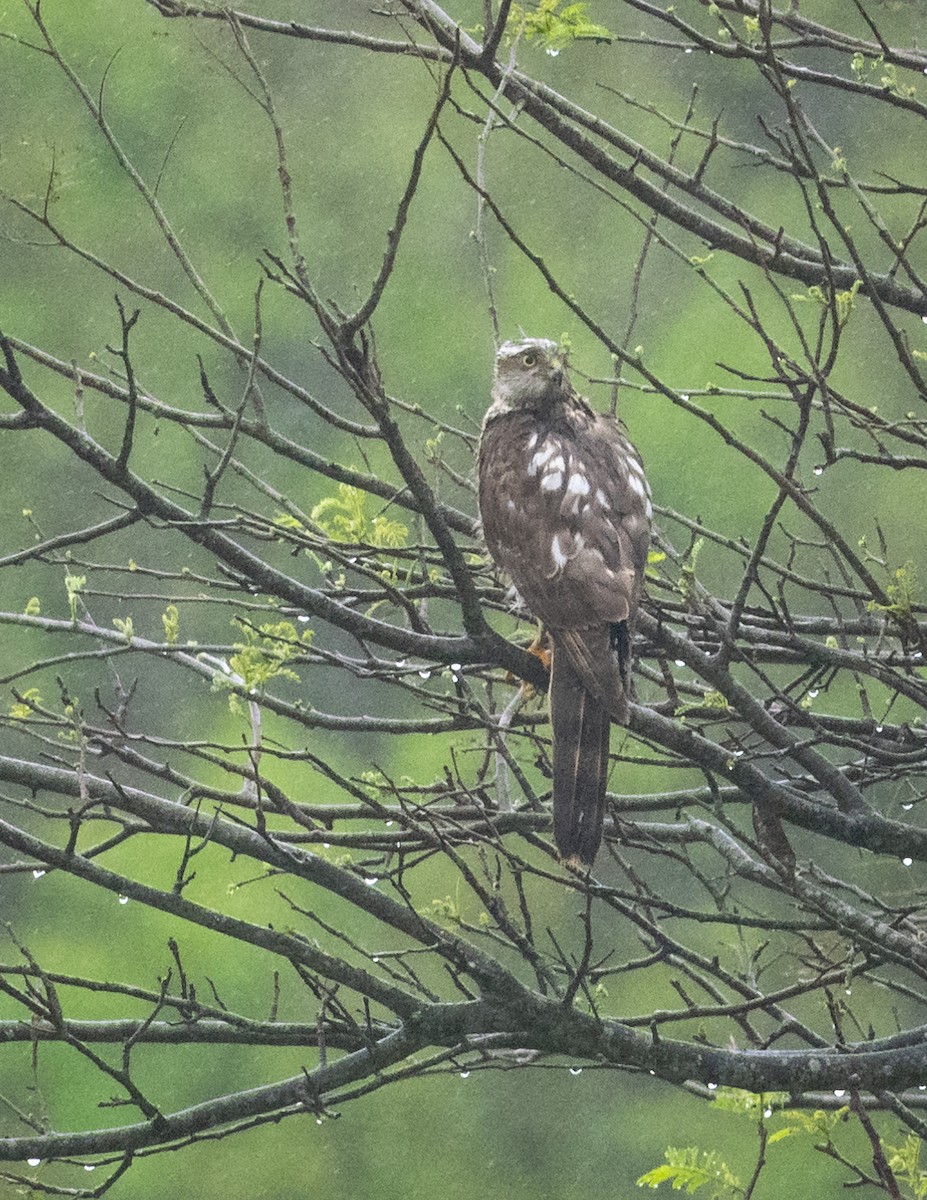 Морин харцага - ML611963562