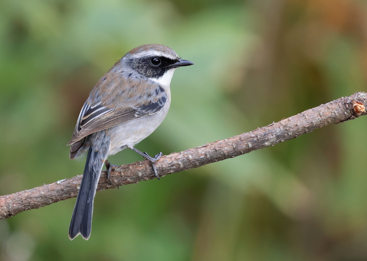 Gray Bushchat - Ayuwat Jearwattanakanok