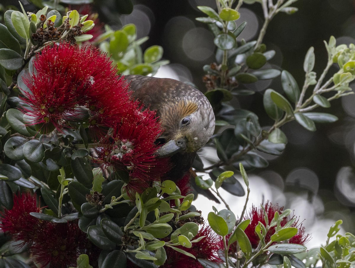 New Zealand Kaka - ML611963588