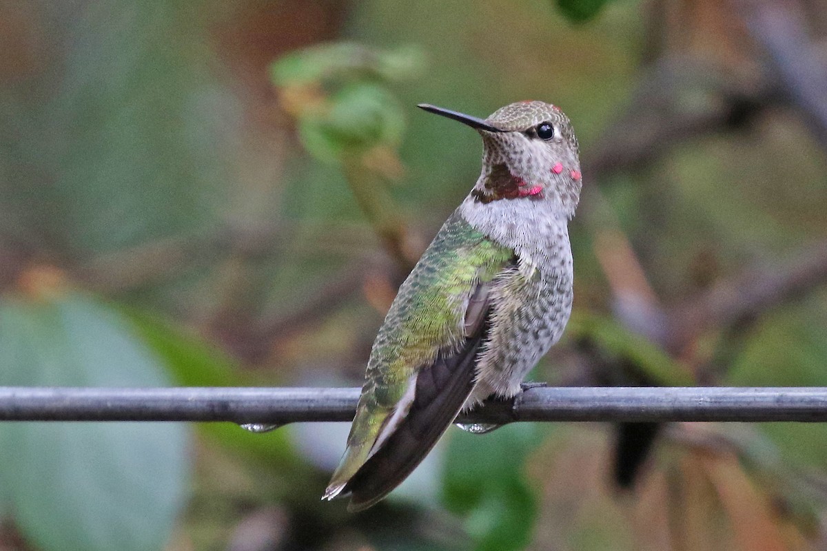 Anna's Hummingbird - ML611963743