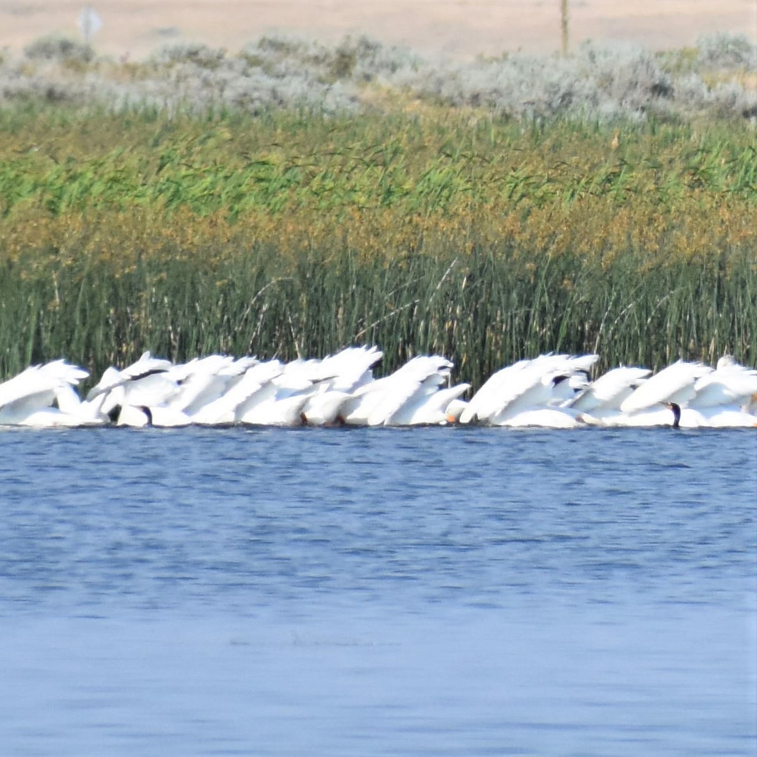 American White Pelican - ML611963745