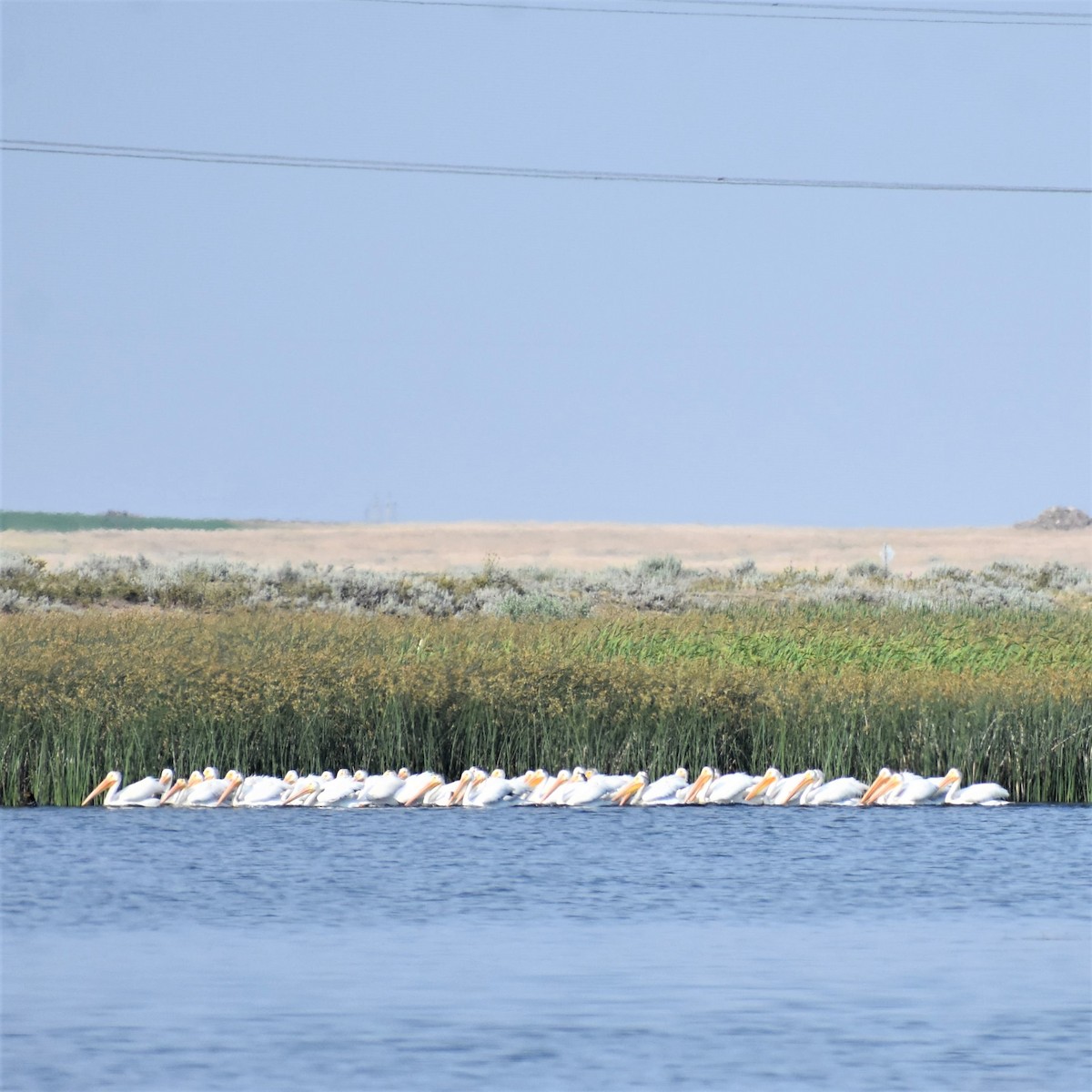 American White Pelican - ML611963746