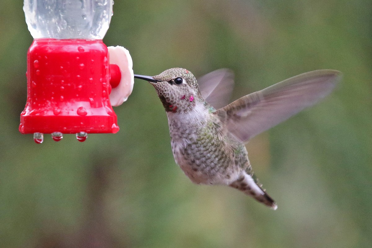 Anna's Hummingbird - ML611963751