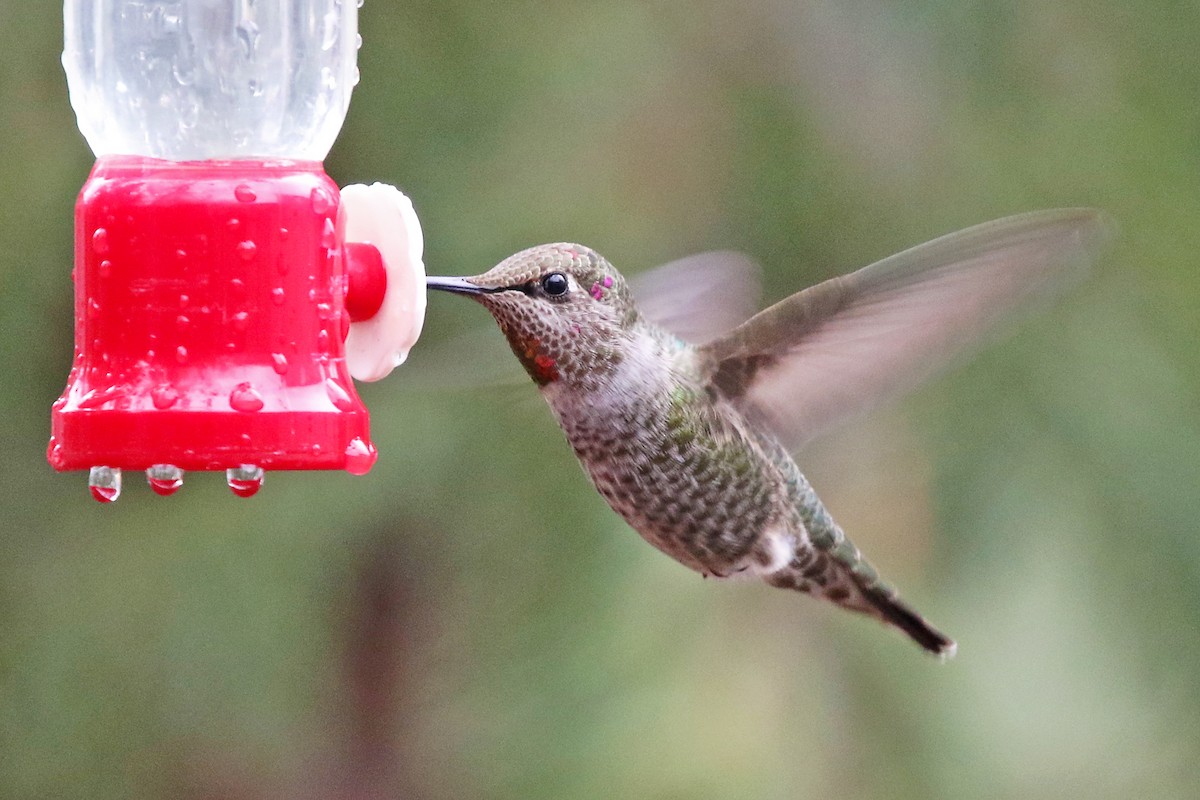 Anna's Hummingbird - ML611963774