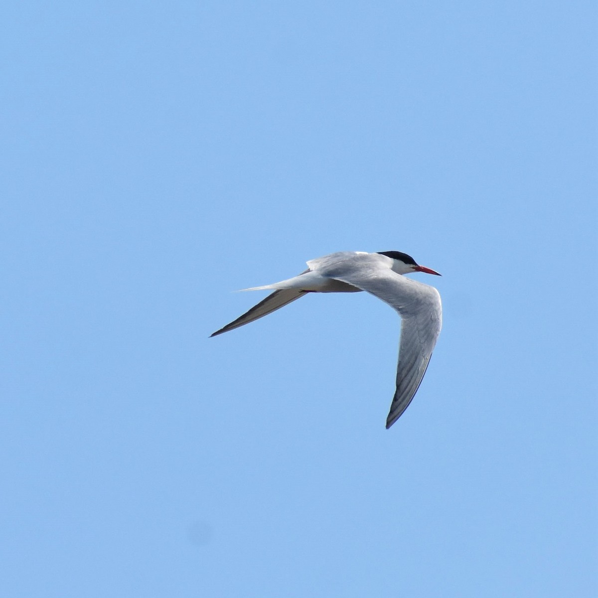 Common Tern - ML611963789