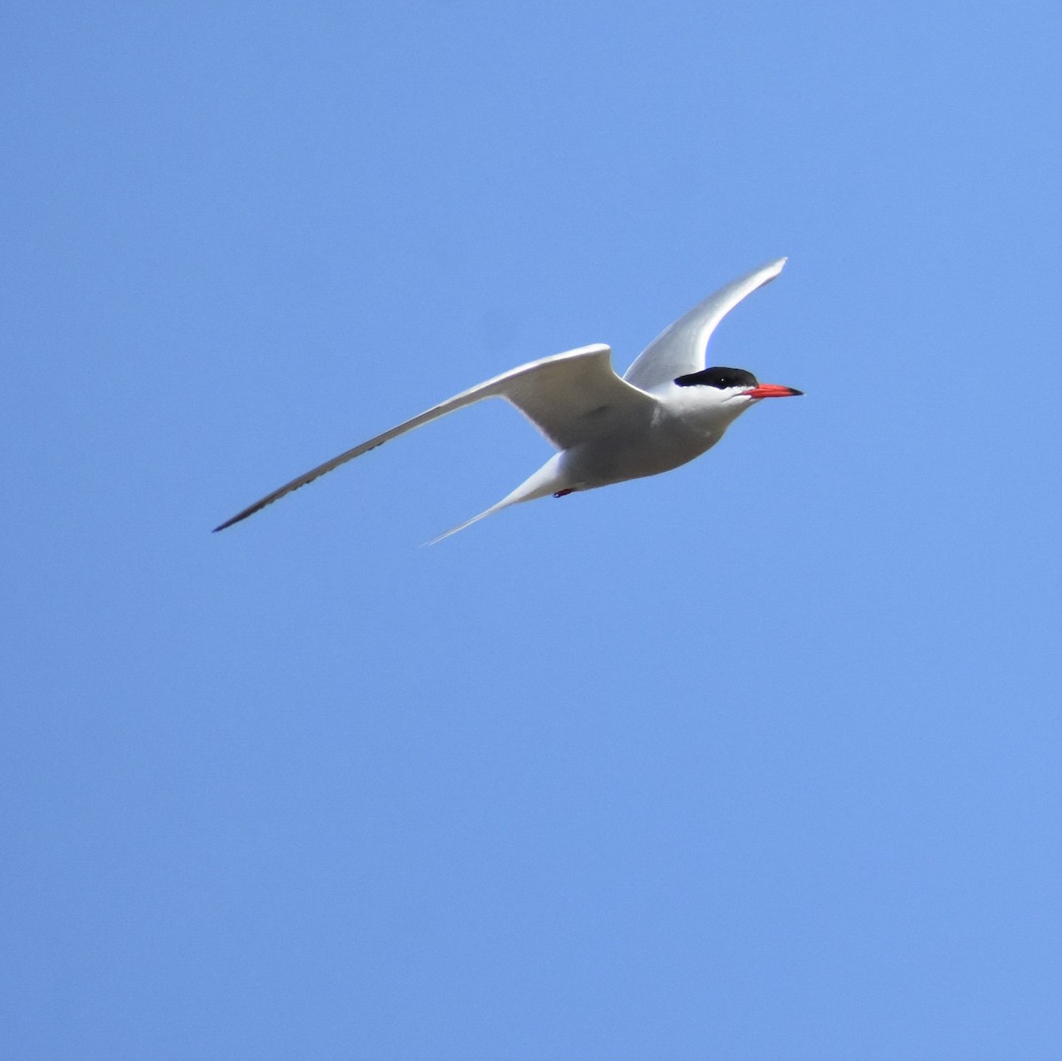 Common Tern - ML611963790