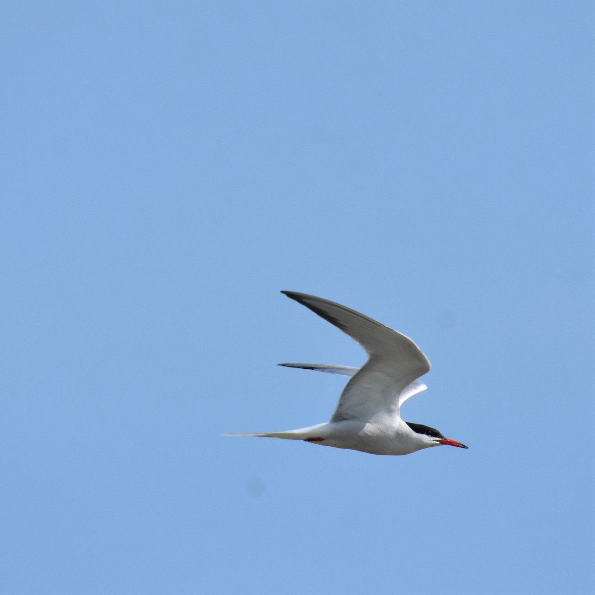 Common Tern - ML611963791