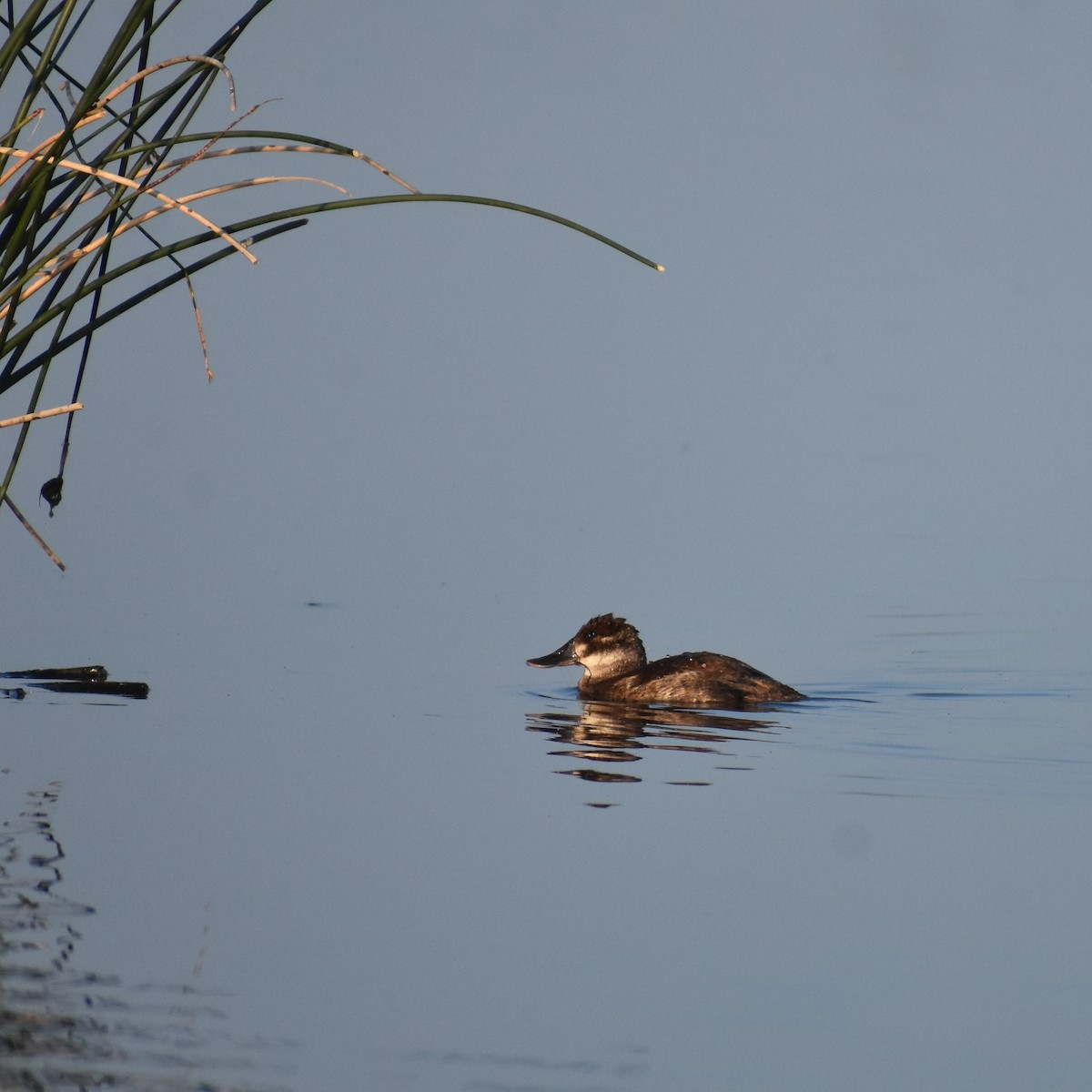 Ruddy Duck - ML611963831