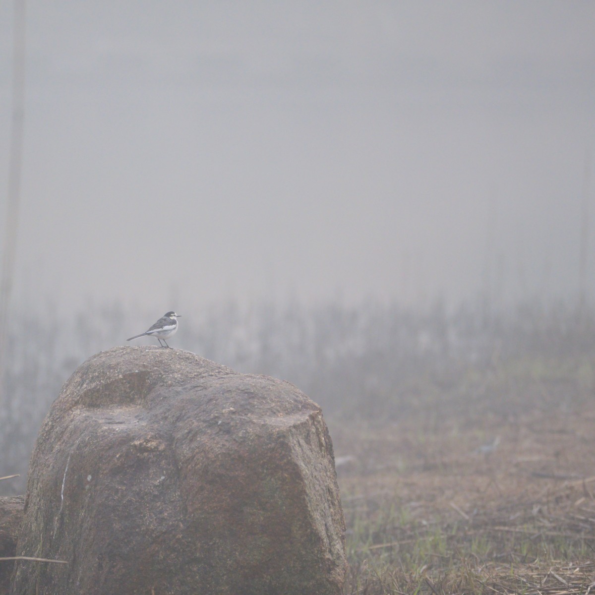 White Wagtail - rentarou yamaneco