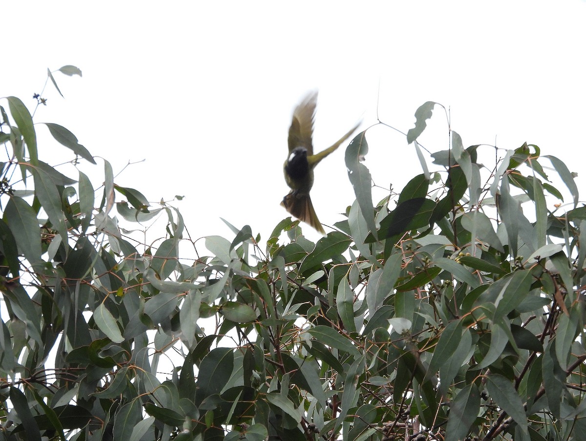 White-eared Honeyeater - ML611963941