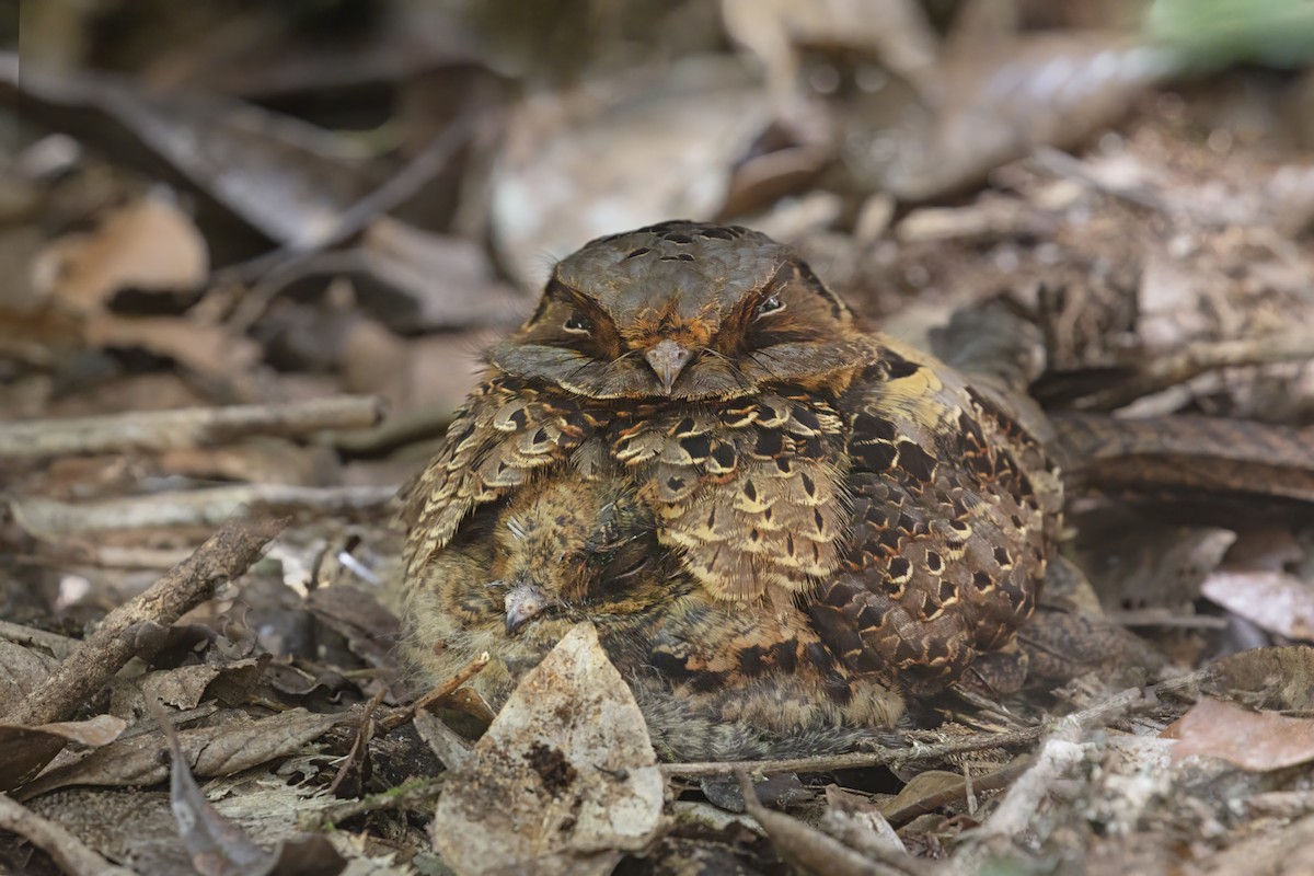 Collared Nightjar - ML611963945