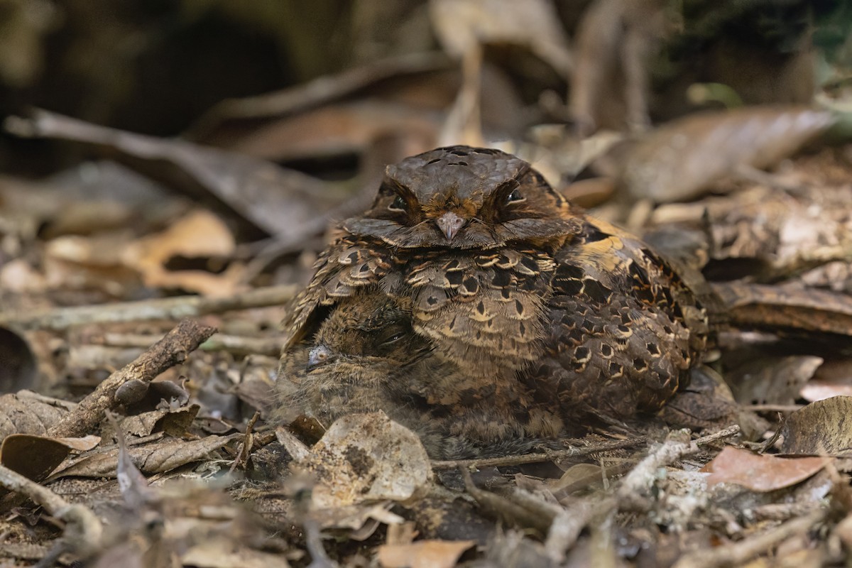 Collared Nightjar - ML611963947