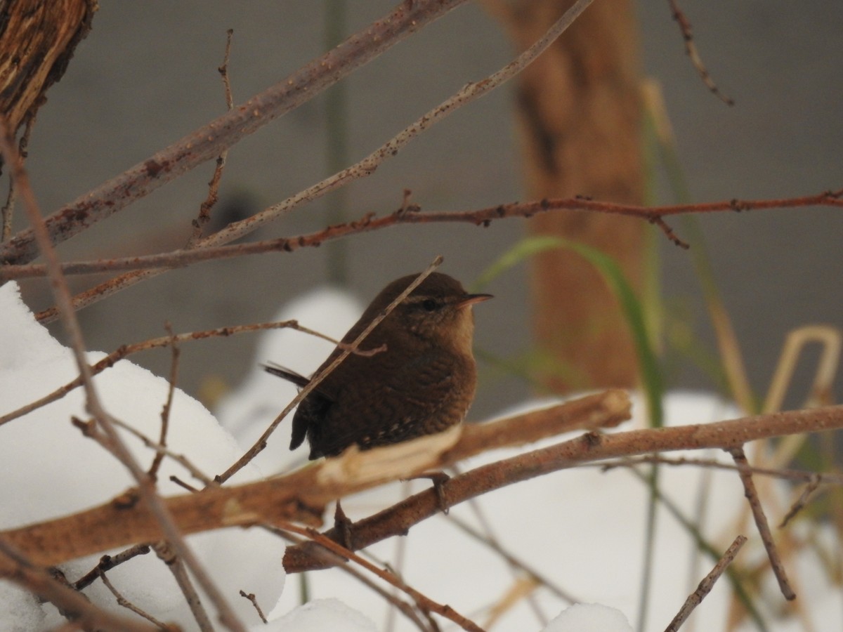 Eurasian Wren - ML611963980