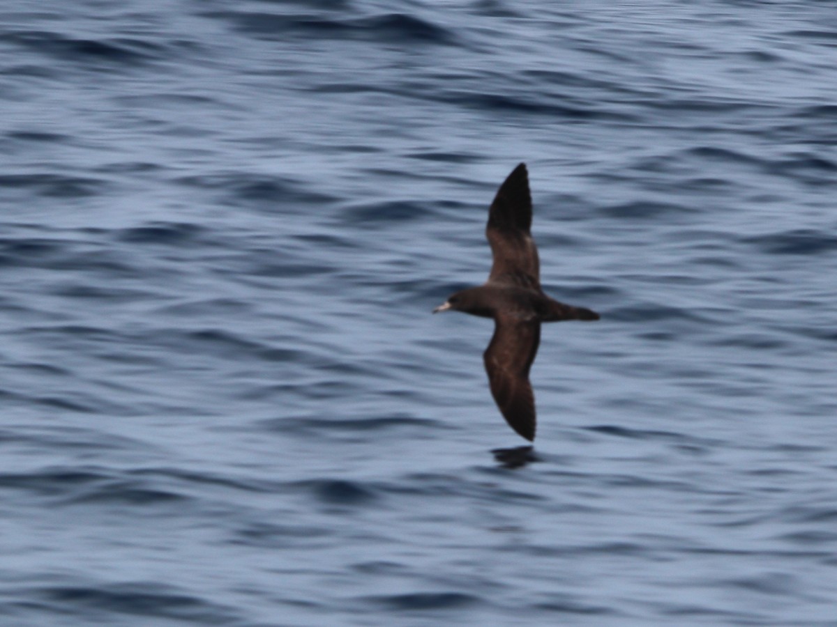 Flesh-footed Shearwater - ML611964089