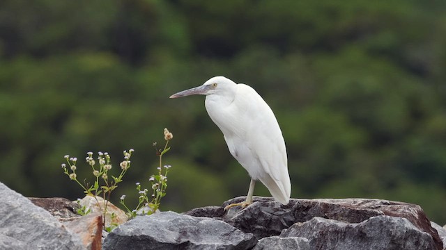 Pacific Reef-Heron - ML611964180