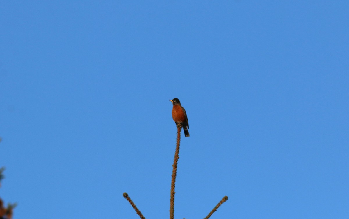 American Robin - ML611964222