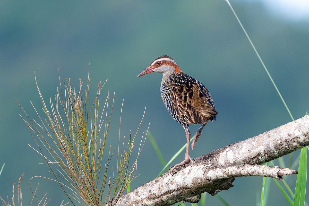 Buff-banded Rail - ML611964278