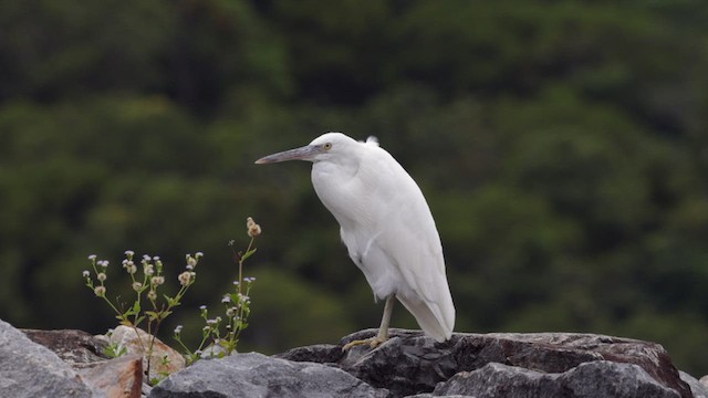 Pacific Reef-Heron - ML611964314