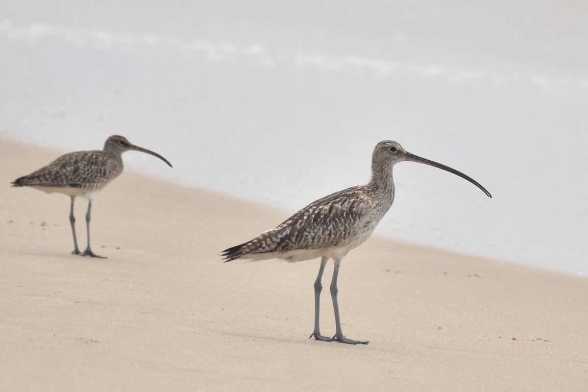 Eurasian Curlew - ML611964318